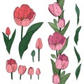 Vector set of colorful tulip elements. Decorative endless border