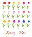 Vector set of colorful tulip