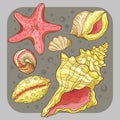 Set of colorful seashells and clams in color Royalty Free Stock Photo