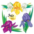 Vector set of composition with outline Iris flower in yellow, purple, lilac and pastel white, bud and ornate leaves isolated.