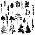 Vector set of conifer trees