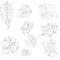 Vector set of contour drawings of exotic tropical leaves
