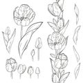 Vector set of contour tulip elements. Seamless brush for floral