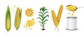 Vector set of corn types: corn cobs, maize plant, corn kernels, canned corn in realism isolated on white Royalty Free Stock Photo