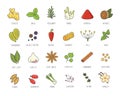 Vector set of culinary spices and herb for your menu or kitchen design. Condiments collection, ginger, basil, paprika