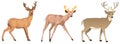 Vector set of cute cartoon deers. mushrooms, berries and leaves. Vector baby deer. Deers illustration