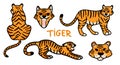 Vector set with cute wild tigers in cartoon style on a white background Royalty Free Stock Photo