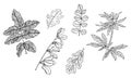 Vector Set of decorative branch of green leaves with streaky