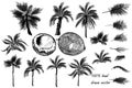 Vector set of detailed palm trees for design Royalty Free Stock Photo