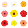 Vector set of detailed, realistic, various flower buds in color