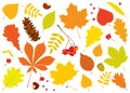 Vector set of different, autumn tree leaves, Rowan berries, acorn, chestnuts and pine cone Royalty Free Stock Photo