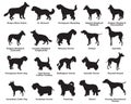 Set of dogs silhouettes-6 Royalty Free Stock Photo