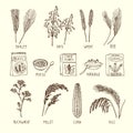 Vector set of different cereals. Muesli, wheat, rice and others. Hand drawn illustrations Royalty Free Stock Photo