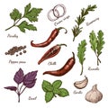 Vector set of different color spices and herbs in sketch style Royalty Free Stock Photo