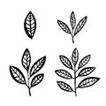 Vector set of different plant leaves and branches, ink sketch, hand drawing, black silhouette