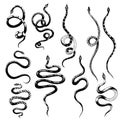 Vector set of different snakes pencil drawing, vintage style graphic black and white, viper Royalty Free Stock Photo