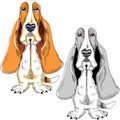 Vector Set dog Basset Hound breed