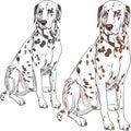 Vector set dog Dalmatian breed sitting