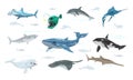 Vector set of dolphin, anglerfish, swordfish, whale, shark, sawfish, beluga, atlantic torpedo, hammerhead.