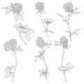 Vector set of drawing clover flowers