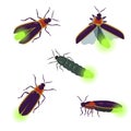 Vector set of firefly beetle drawings with different angles isolated on white background.