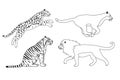 Vector set of flat outline wild big cats