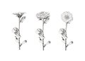 Vector Set of Flowers Drawings, Botanical Retro Style Sketches Isolated on White Background, Hand Drawn, Outline, Full