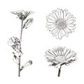 Vector Set of Flowers Drawings, Botanical Style Sketches Isolated.