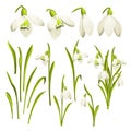 Vector set of flowers of Galanthus. Collection of Botanical illustration. Spring bouquet of snowdrops. Flower isolated