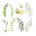 Vector Set of flowers painted in watercolor on