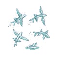 Vector set flying fish jumping dive and swim. Monochrome sketch ray-grey sea animals isolated on white background for
