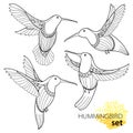 Vector set with flying Hummingbird or Colibri in contour style isolated on white background. Outline small tropical bird.