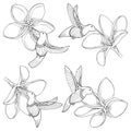 Vector set with flying Hummingbird or Colibri and Plumeria flower in contour style isolated on white background.