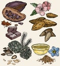 Vector set of food and cosmetic care ingredients. Products for the production of natural oils