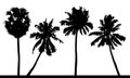 Vector set of detailed tropical palm trees silhouettes. Royalty Free Stock Photo