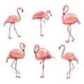 Vector set with four pink flamingos isolated on the white background. Royalty Free Stock Photo