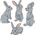 Vector set of four rabbits in different postures. Royalty Free Stock Photo