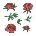 Vector set of fragments of a bouquet of peonies