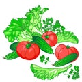 Vector set of fresh vegetables for the salad of cucumbers, tomatoes, lettuce and parsley on a white background.