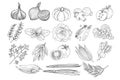 Vector set of fruits, vegetables and herbs in sketch style. Onion, pumpkin, mushrooms, apple, cabbage, peas, corn Royalty Free Stock Photo