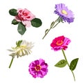 Vector set of garden decorative flowers, pink rose, blue aster, tagetis or marigolds, white dahlia flower isolated on white Royalty Free Stock Photo