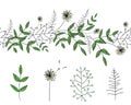 Vector set of garden plant design elements and pattern brush with stylized dandelion. Hand drawn cartoon style illustration. Cute