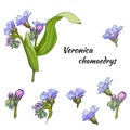 Vector set of gentle flowers on a white background. The medicinal plant of VerÃÂ³nica is drawn in ink for decoration