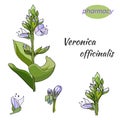 Vector set of gentle flowers on a white background. The medicinal plant of VerÃÂ³nica officinalis is drawn in ink for decoration