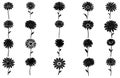 Gerbera flower silhouette. Floral vector background with daisy.Vector set of gerbera flowers with stems isolated on a white Royalty Free Stock Photo