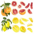 Vector set with grapefruit and lemon citrus fruits and slices in realistic graphic illustration Royalty Free Stock Photo