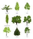 Vector set of green garden trees. Nature illustrations isolate on white Royalty Free Stock Photo