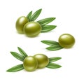 Vector Set of Green Olives Branches with Leaves Isolated on White Background Royalty Free Stock Photo