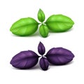 Vector Set of Green Red Purple Basil Leaves Close up