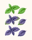 Vector set of green and violet basil leaves